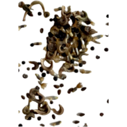 Samenmischung (Bienenwiese)